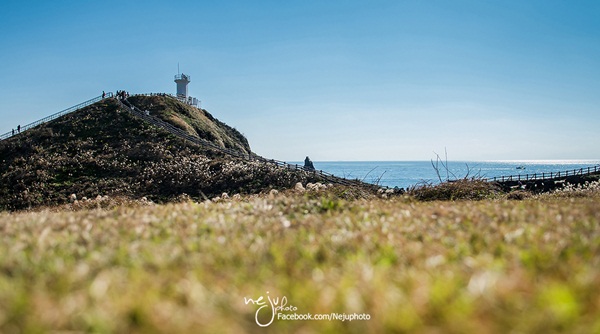 เกาะเชจู