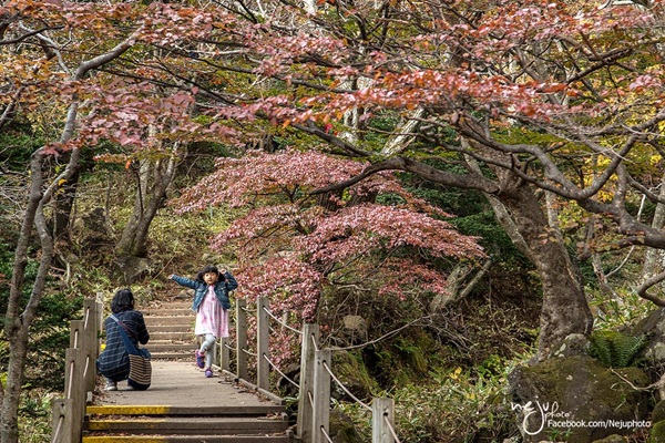 เกาะเชจู