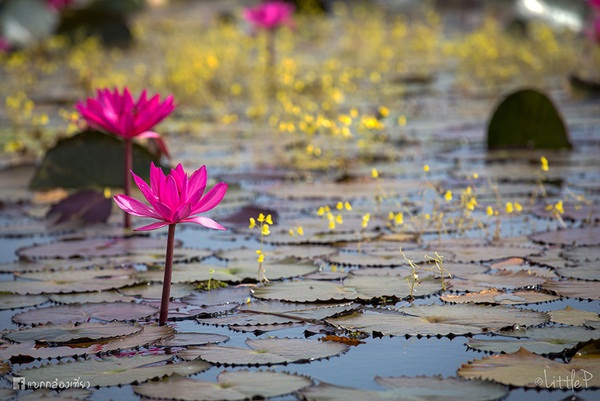 เทื่ยวทั่วประเทศไทย