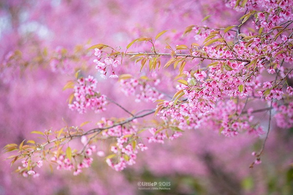 เทื่ยวทั่วประเทศไทย