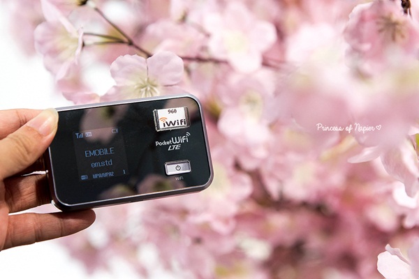 ซากุระบานกลางโตเกียว