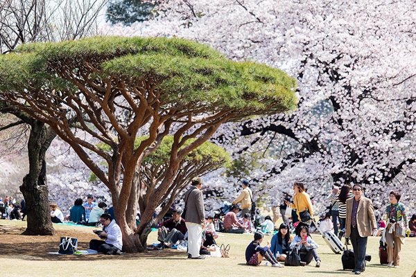 ซากุระบานกลางโตเกียว