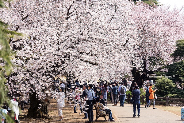 ซากุระบานกลางโตเกียว