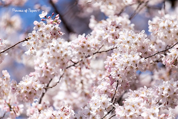 ซากุระบานกลางโตเกียว