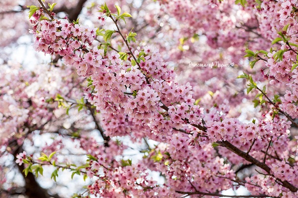 ซากุระบานกลางโตเกียว
