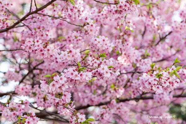 ซากุระบานกลางโตเกียว
