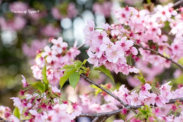 ซากุระบานกลางโตเกียว