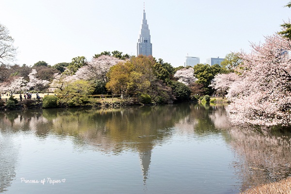 ซากุระบานกลางโตเกียว