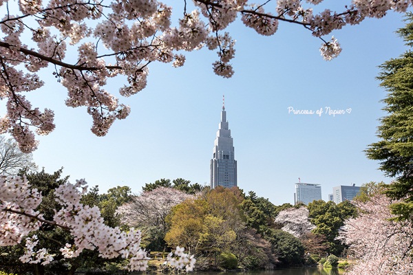 ซากุระบานกลางโตเกียว