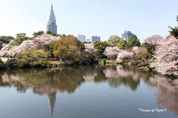 ซากุระบานกลางโตเกียว