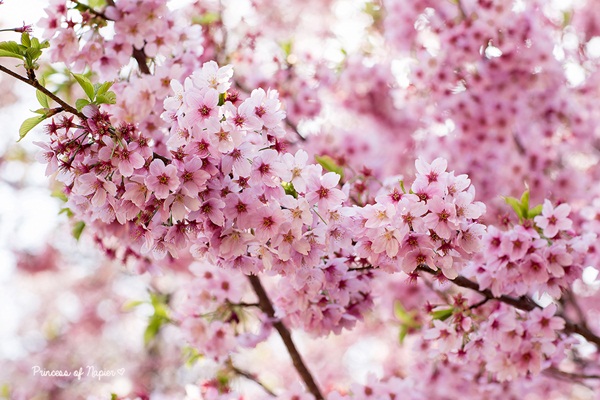 ซากุระบานกลางโตเกียว