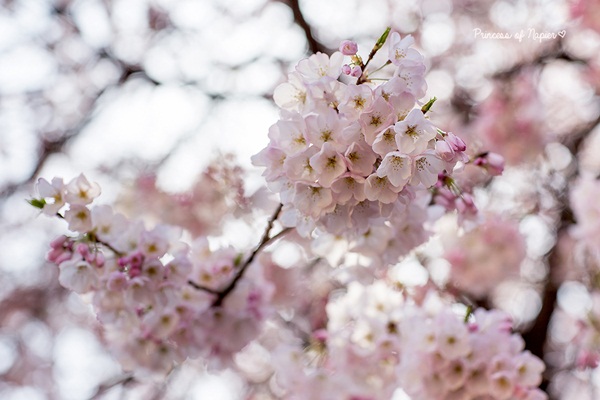 ซากุระบานกลางโตเกียว