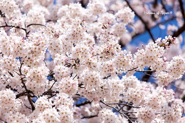 ซากุระบานกลางโตเกียว