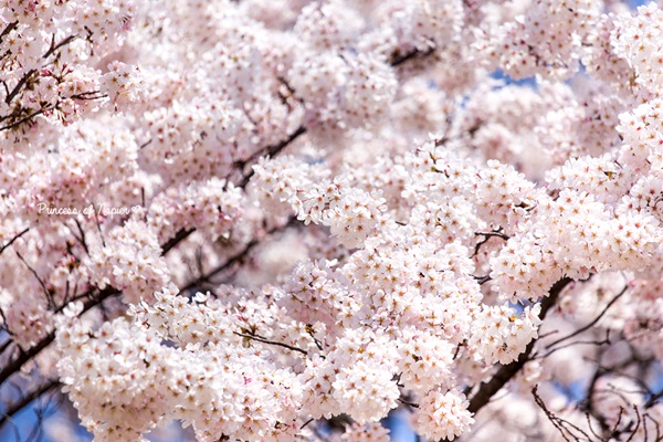 ซากุระบานกลางโตเกียว