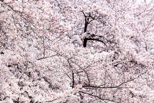 ซากุระบานกลางโตเกียว