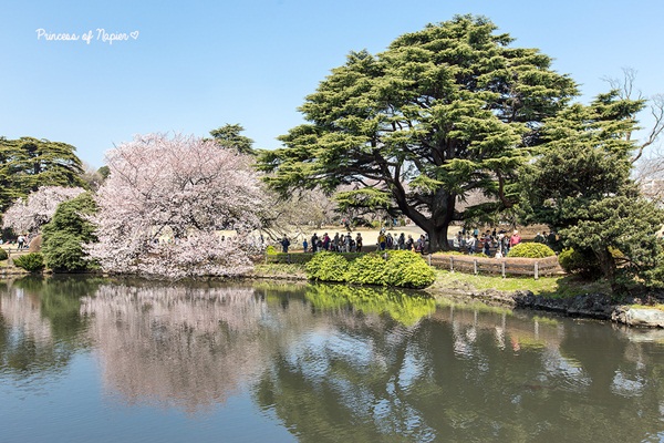 ซากุระบานกลางโตเกียว