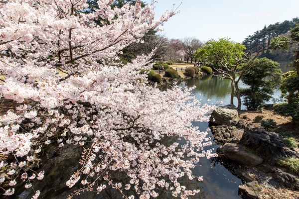 ซากุระบานกลางโตเกียว