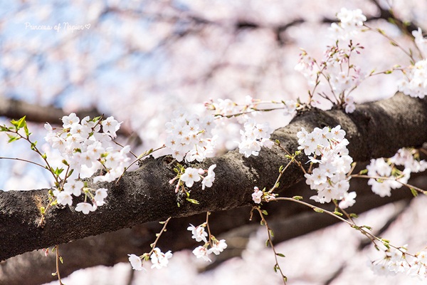 ซากุระบานกลางโตเกียว