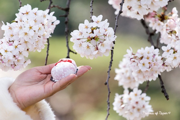 ซากุระบานกลางโตเกียว