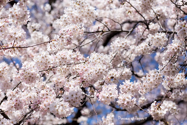 ซากุระบานกลางโตเกียว