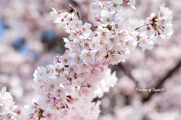 ซากุระบานกลางโตเกียว