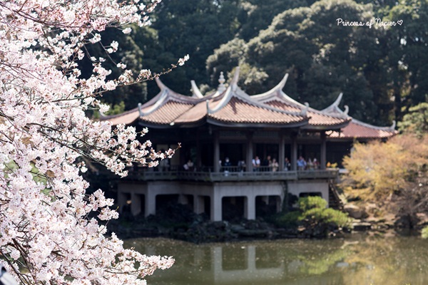 ซากุระบานกลางโตเกียว