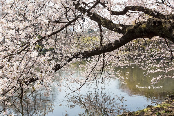 ซากุระบานกลางโตเกียว