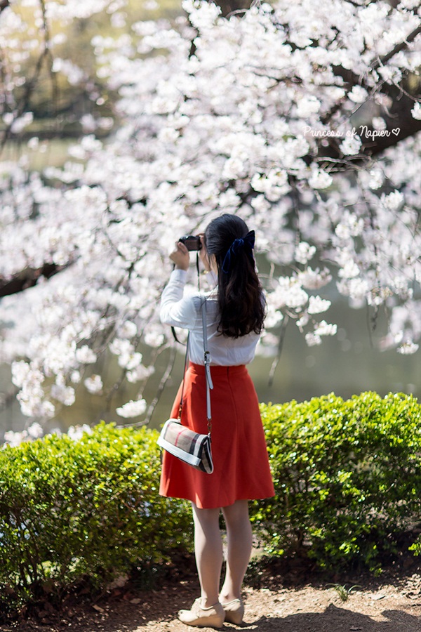 ซากุระบานกลางโตเกียว