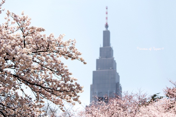 ซากุระบานกลางโตเกียว