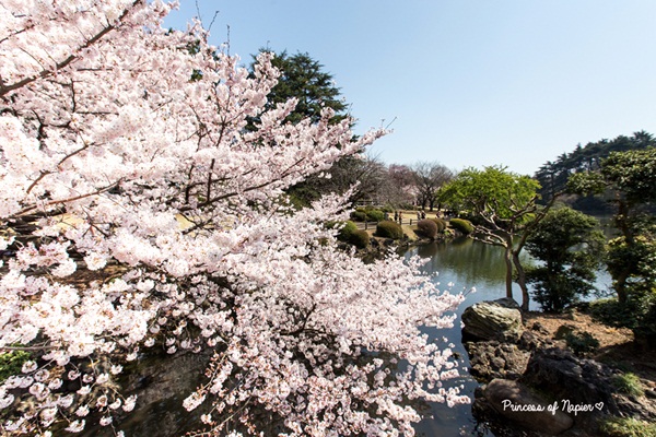 ซากุระบานกลางโตเกียว