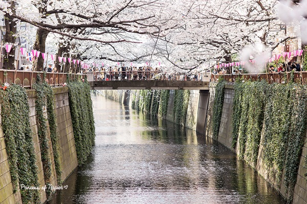 ซากุระบานกลางโตเกียว