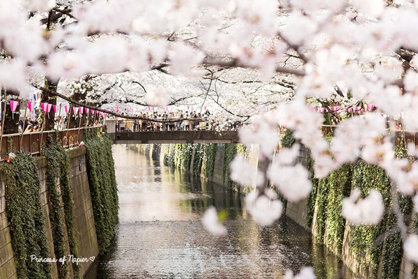 ซากุระบานกลางโตเกียว