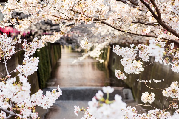 ซากุระบานกลางโตเกียว