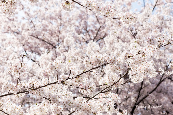 ซากุระบานกลางโตเกียว