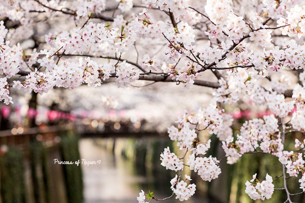 ซากุระบานกลางโตเกียว