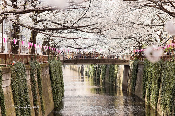 ซากุระบานกลางโตเกียว