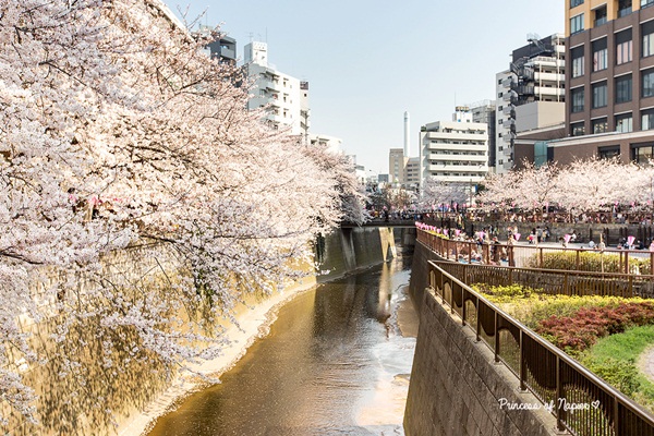 ซากุระบานกลางโตเกียว