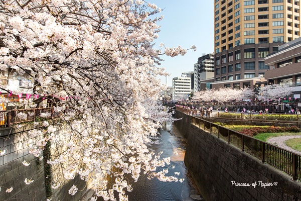 ซากุระบานกลางโตเกียว