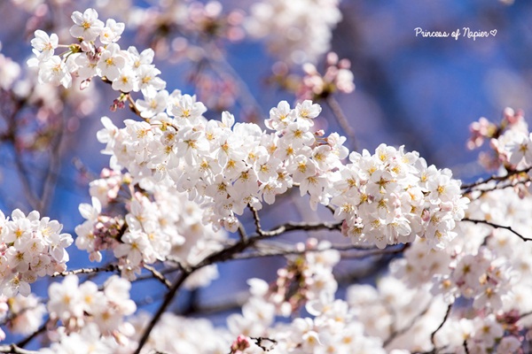 ซากุระบานกลางโตเกียว