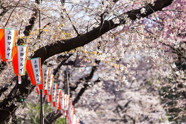 ซากุระบานกลางโตเกียว