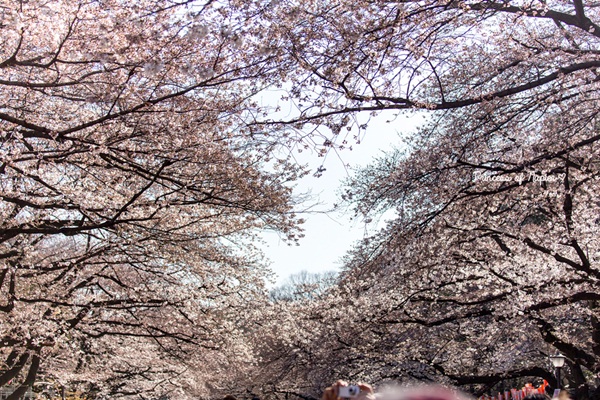 ซากุระบานกลางโตเกียว