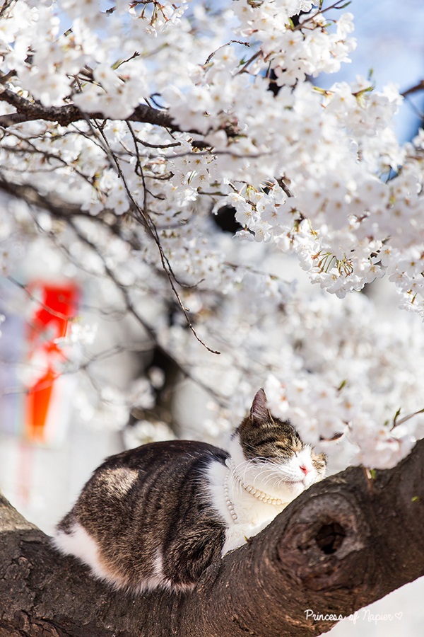 ซากุระบานกลางโตเกียว