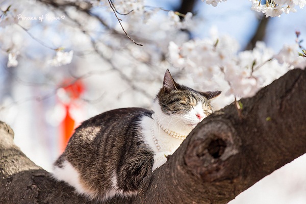 ซากุระบานกลางโตเกียว