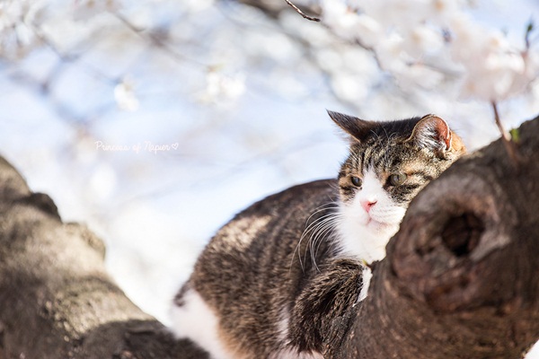 ซากุระบานกลางโตเกียว