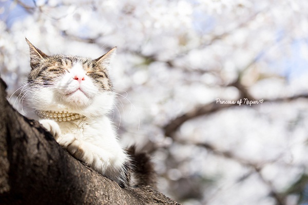 ซากุระบานกลางโตเกียว