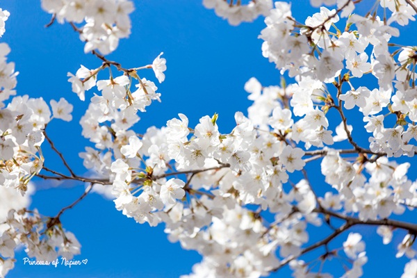 ซากุระบานกลางโตเกียว