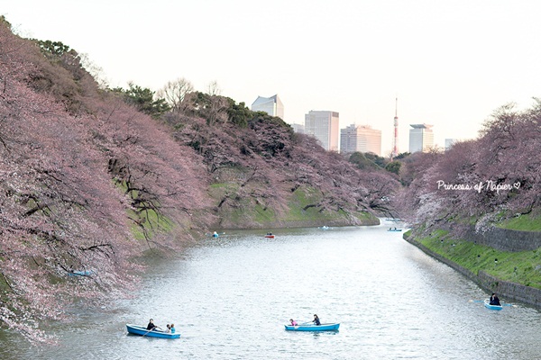 ซากุระบานกลางโตเกียว