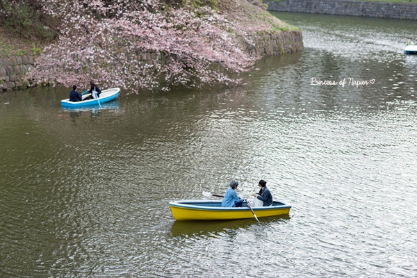 ซากุระบานกลางโตเกียว