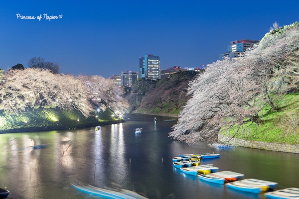 ซากุระบานกลางโตเกียว