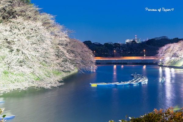 ซากุระบานกลางโตเกียว